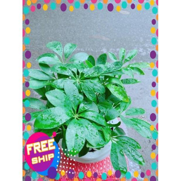 Chậu Cây Ngũ Gia Bì Để Bàn