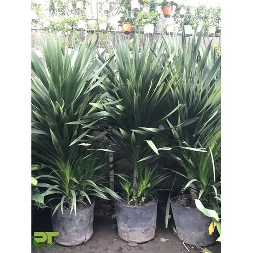 CHẬU CÂY PHÁT TÀI NÚI SIÊU ĐẸP, MANG LẠI MAY MẮN- VƯỢNG PHONG THỦY CHO GIA CHỦ - NCCPTNSTSD