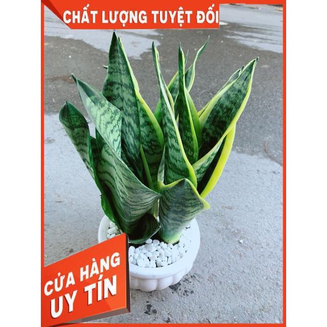 Chậu Lưỡi Hổ