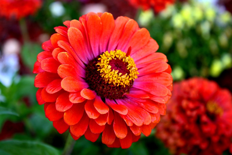 02 gói Hạt giống hoa cúc ngũ sắc Zinnia Italy VTP73