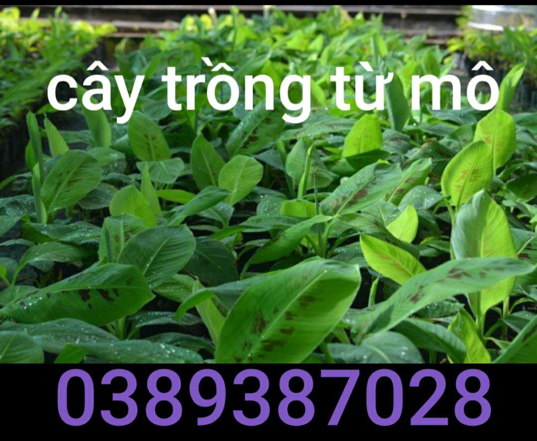 Cây giống chuối laba, 2 cây cây đẹp chuẩn giống