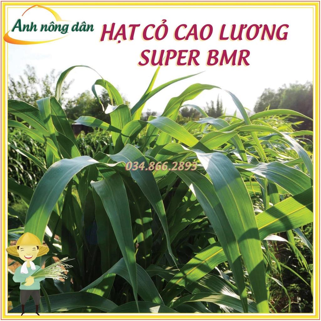 50 gam Hạt giống cỏ cao lương Super BMR - hạt giống cỏ lai sudan Super BMR