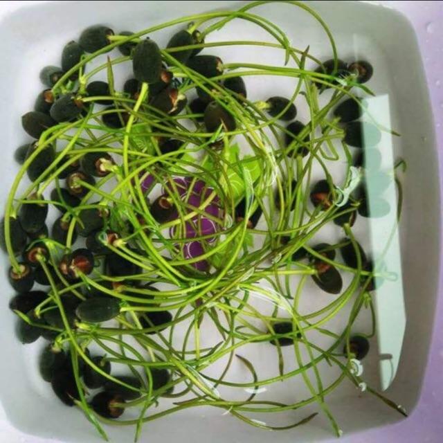 20 HẠT SEN MINI NHẬT ĐỦ MÀU