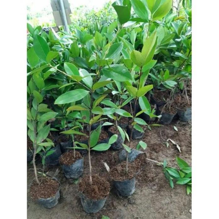 Cây Giống CHERRY BRAZIL - Giống F1