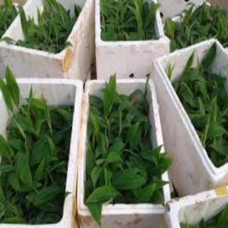 Cây giống chuối tây thái cây giống chuẩn cho năng suất cao