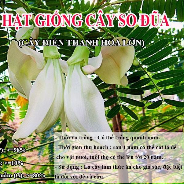 Hạt Giống So Đũa – Điền Thanh Hoa Lớn - Giống Cỏ Chăn Nuôi - Hạt Cỏ Chăn Nuôi