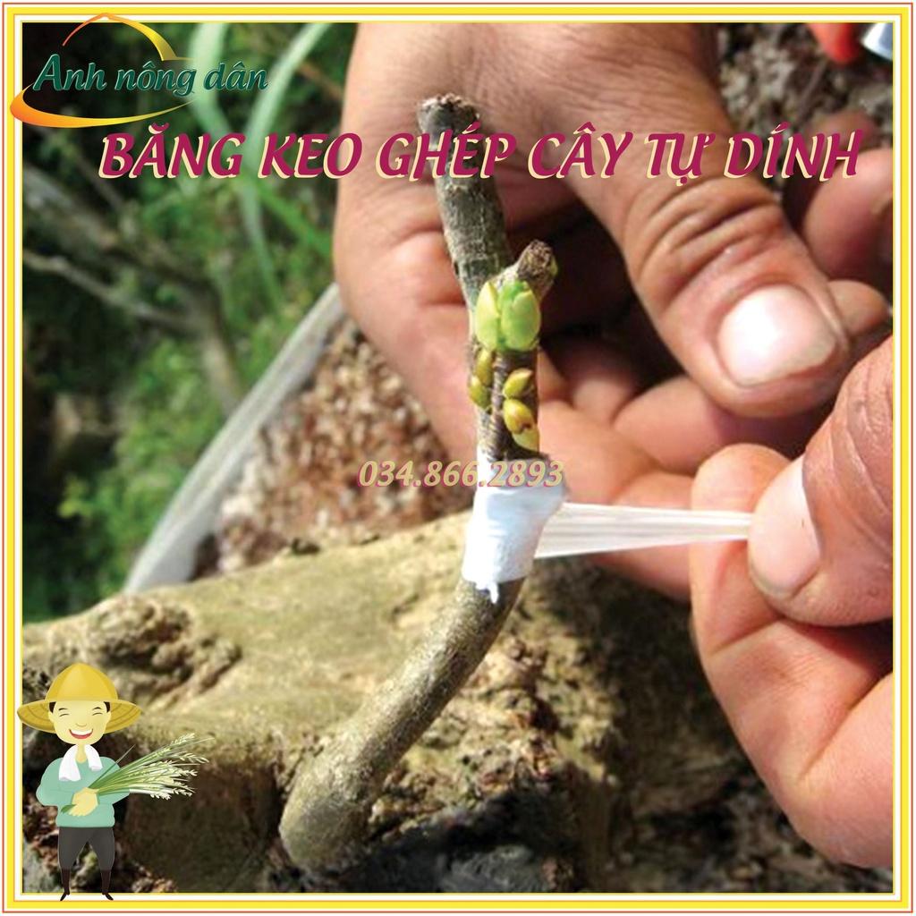Băng dính ghép cây tự hủy - khổ 5 cm - dùng cho ghép cành, ghép tán, tạo dáng cây cảnh