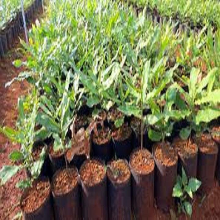 CÂY GIỐNG HẠT MACCA HÀNG GIEO HẠT