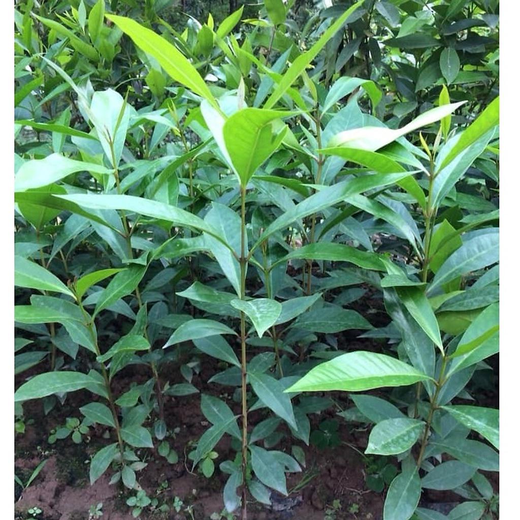 Cây lá vối nếp giống