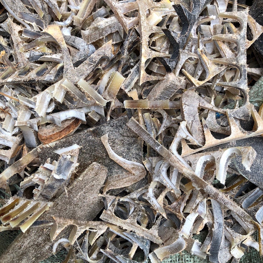 Nẹp sừng trâu bón cây cảnh, ăn quả, rau sạch (OTH036) Giúp cây trồng tươi tốt, lớn nhanh