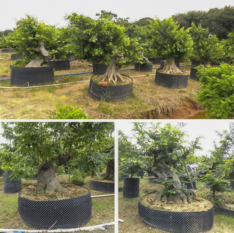 Bầu Ươm V6, Dày 0.7mm, Bầu Ươm Cây Thông Minh Cao 20cm đến 1m / Hồng Thanh Garden