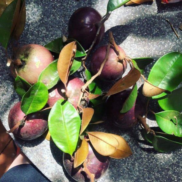 Cây Vú Sữa tím... 8 tháng cây cho trái