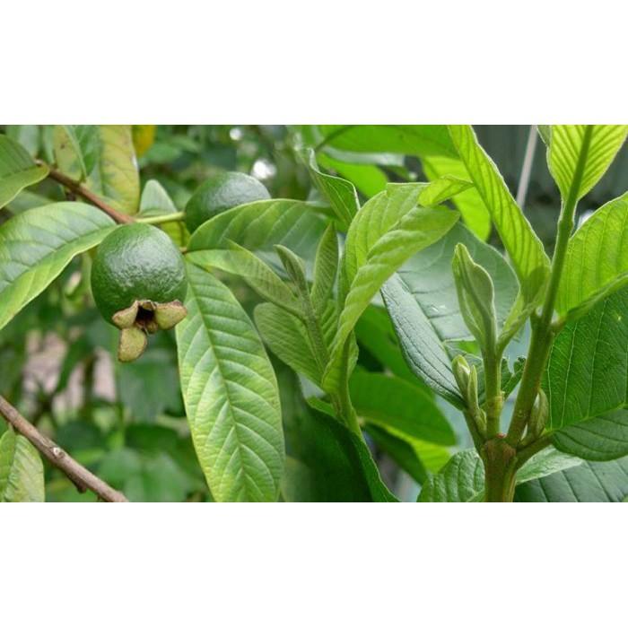 1 KG Lá Ổi tươi.