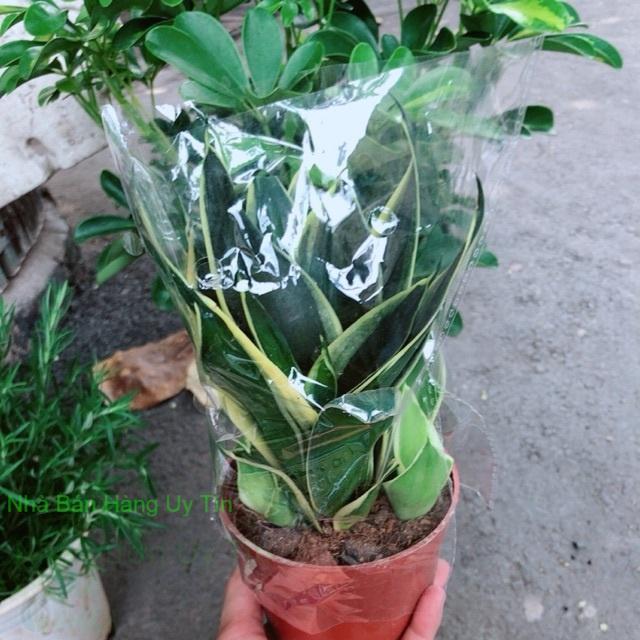 Lưỡi hổ thái búp sen