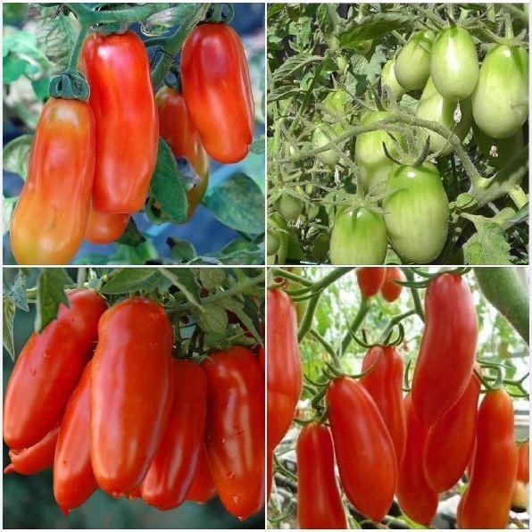 Hạt giống cà chua chuối 30 hạt/gói