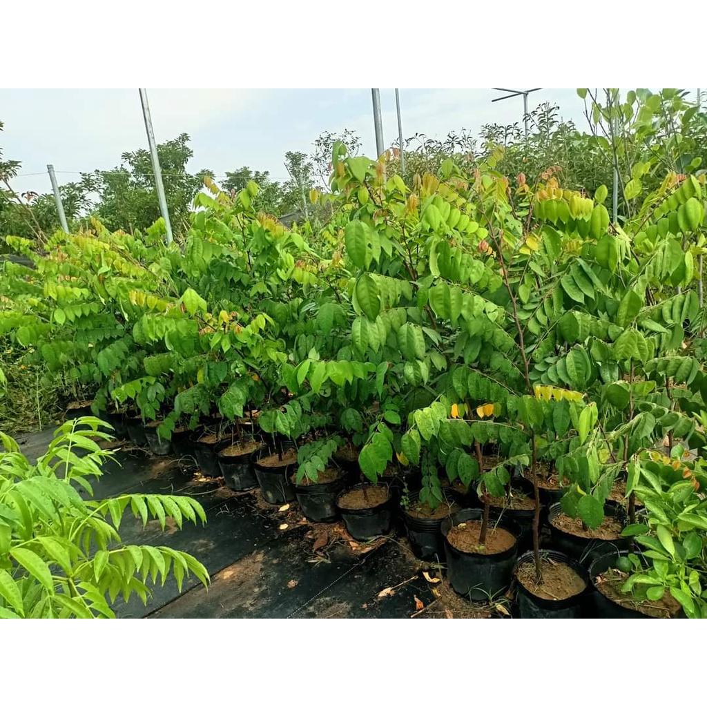 Cây giống khế chua