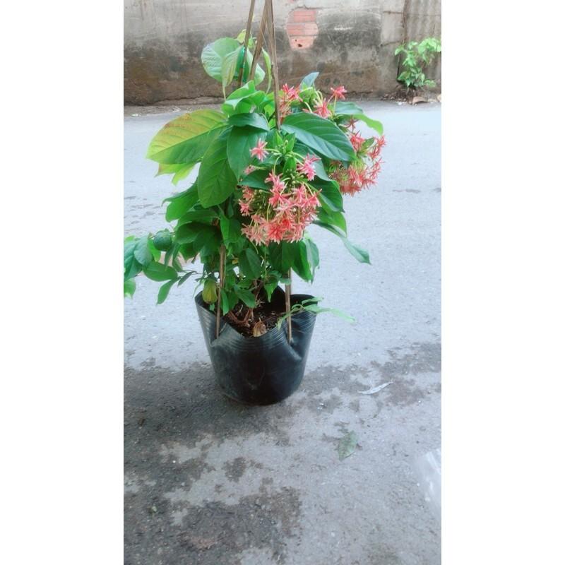 Dây Sử Quân Tử