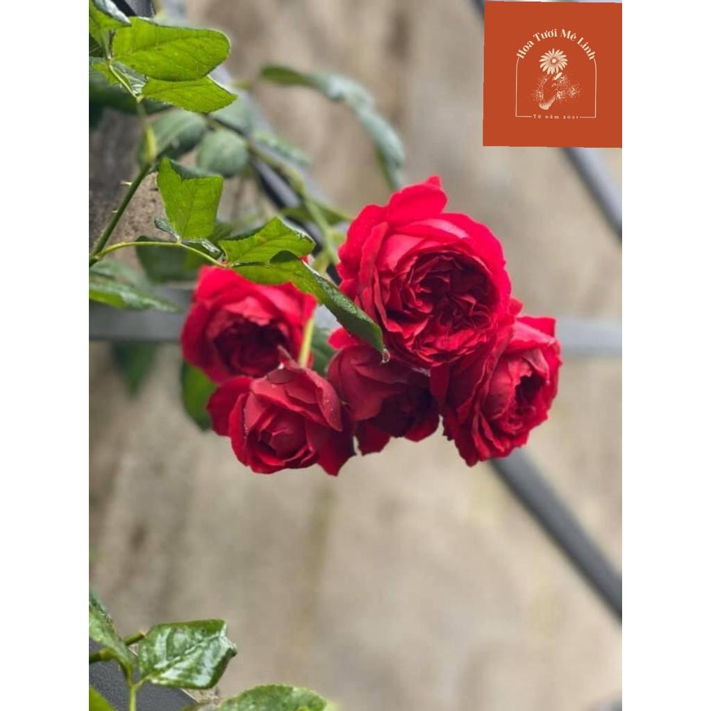 Hoa hồng ngoại Red Eden – Vườn địa đàng đỏ lộng lẫy kiêu sa