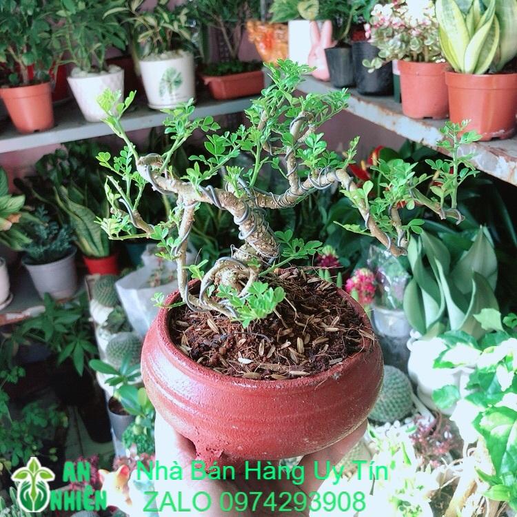 Chậu Cây Cần Thăng Bonsai