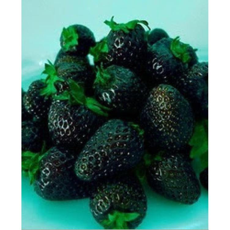 Hạt Giống Dâu Tây Đen F1 100 hạt/gói