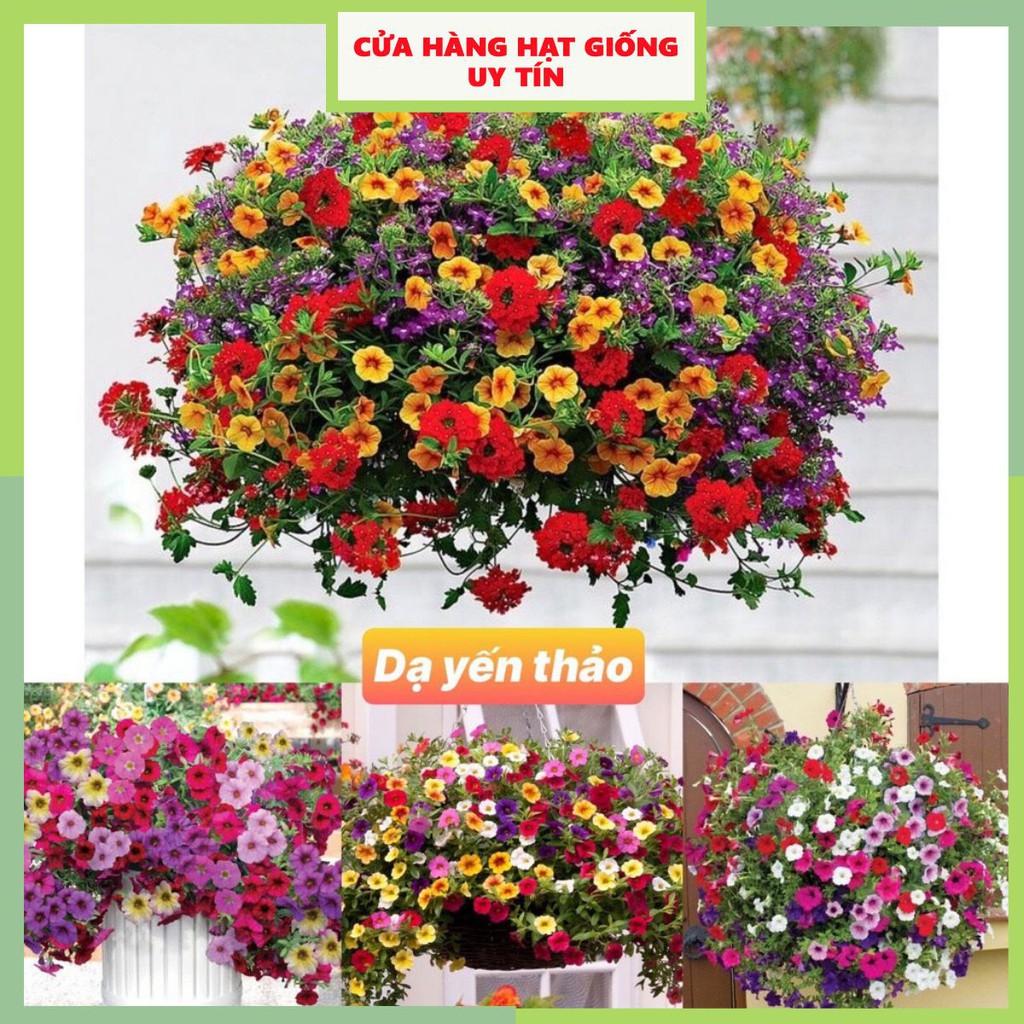 Gói 1000 hạt giống hoa dạ yến thảo rủ petunia mix nhiều màu sắc siêu dễ trồng dễ chăm sóc cửa hàng hạt giống uy tín