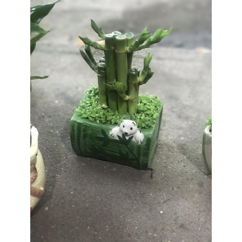 Chậu cây Phát Lộc- Cây Mini để bàn