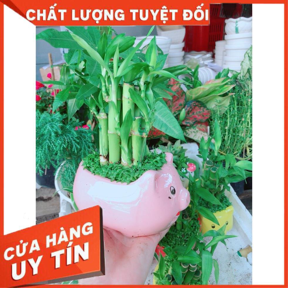 Cây chúc phát tài hình heo hồng