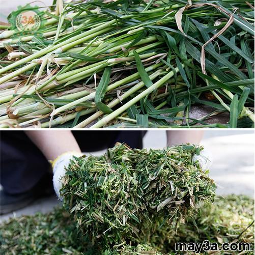 Hạt Giống Cỏ Voi Lai - Gói 200g