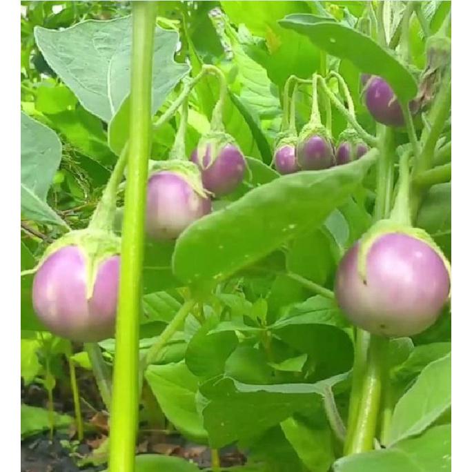 Hạt Giống Cà Ph.áo Tím-gói 2 gram/tặng kèm gói phân bón lót