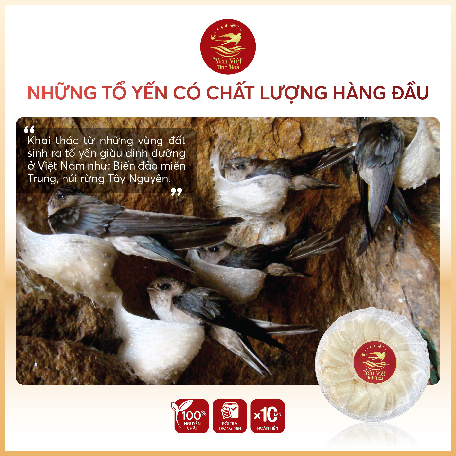 Tổ yến rút lông thượng hạng 100 gram Yến Việt Tinh Hoa  - Hàng chính hãng