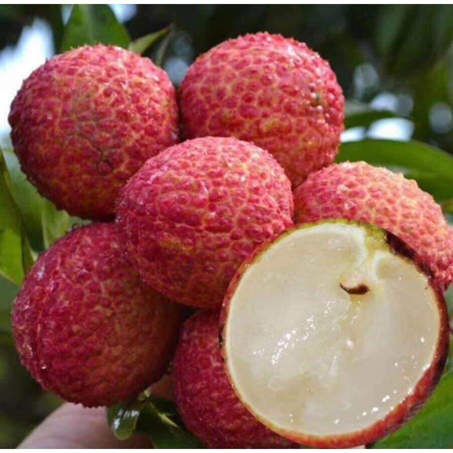 CÂY GIỐNG VẢI THIỀU LỤC NGẠN