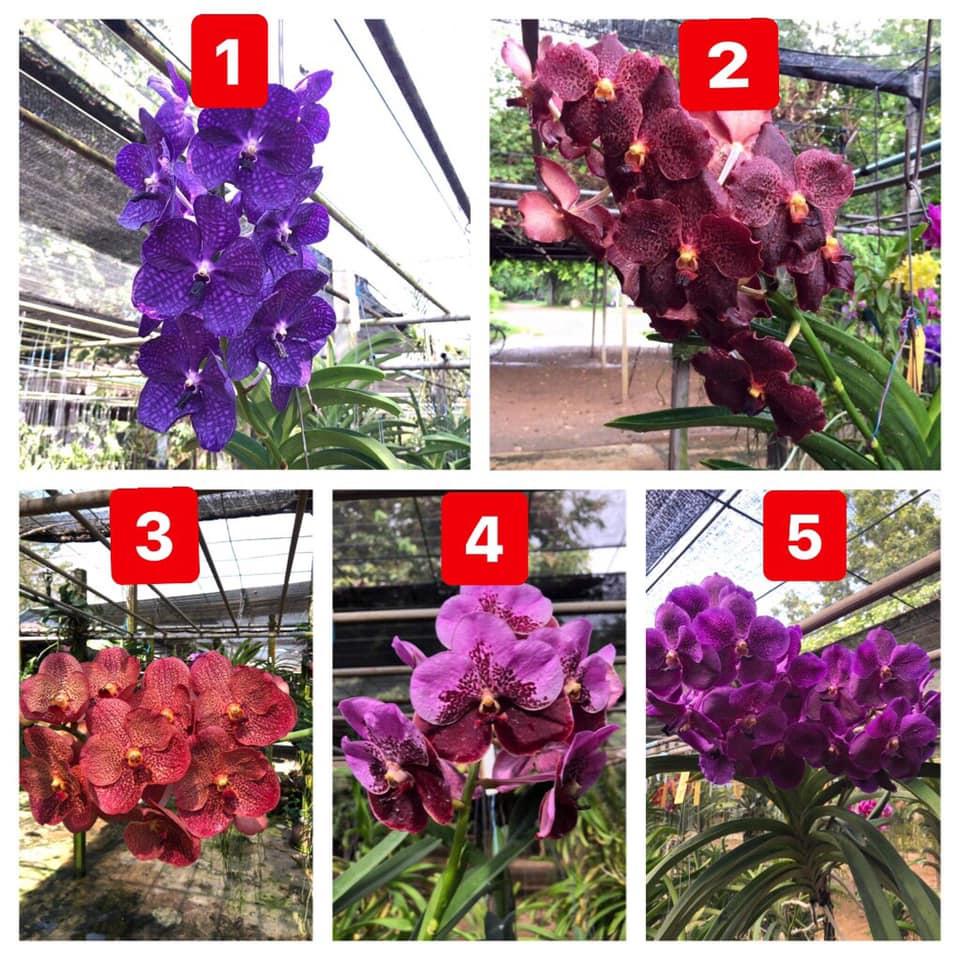 Cây giống lan vanda thái