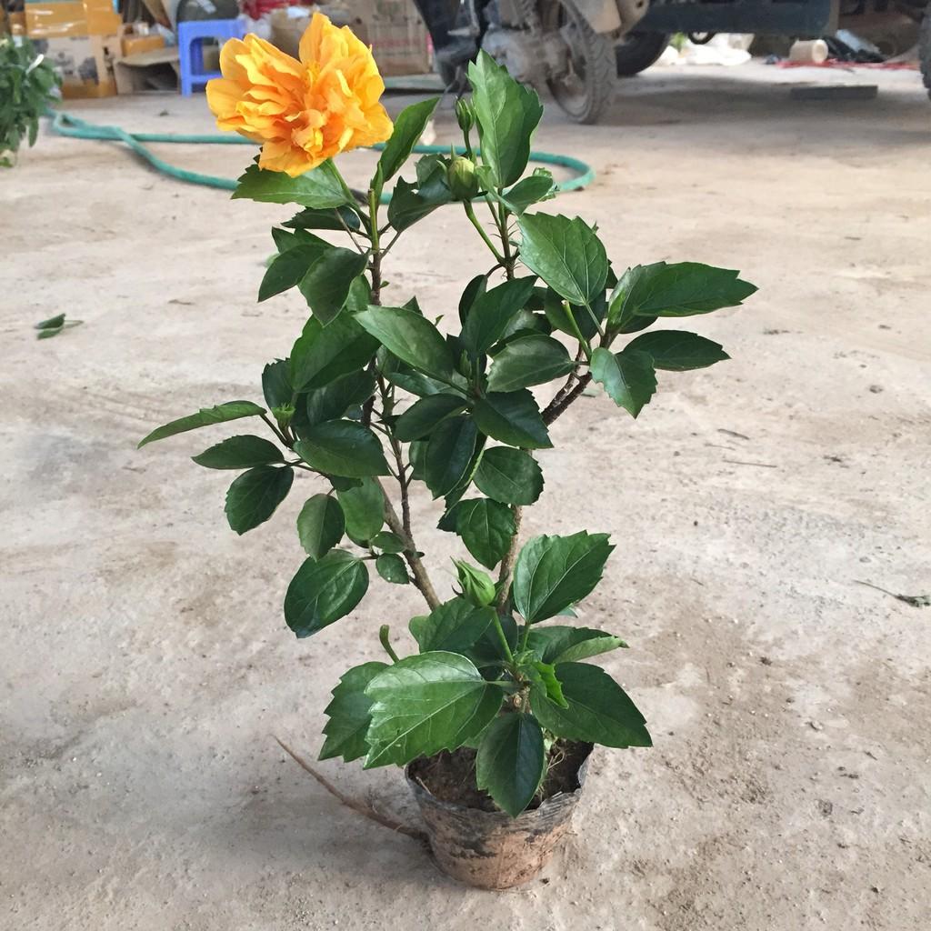 Cây dâm bụt vàng hoa kép, chiều cao cây 25-30cm sức sống mãnh liệt dễ dàng chăm sóc