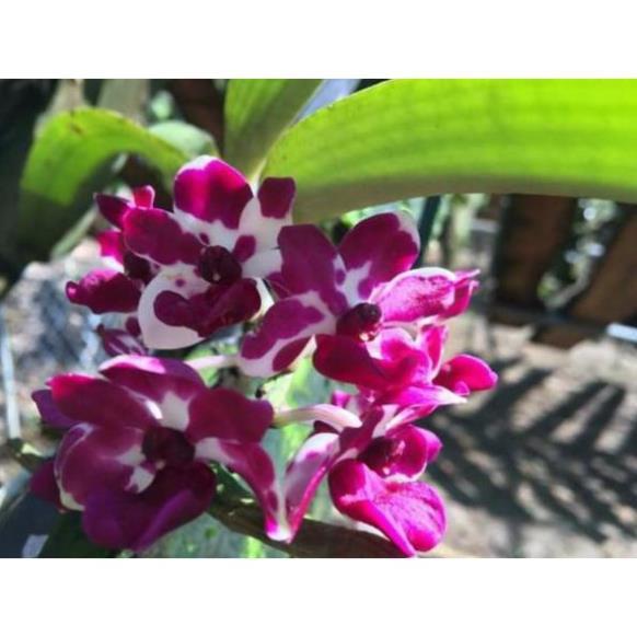 Chậu đai châu thái 4 cặp lá