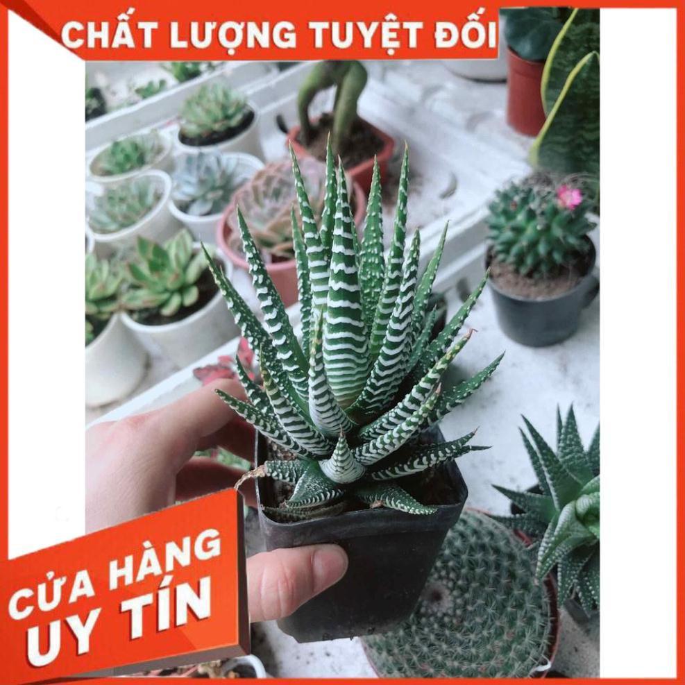 Móng rồng may mắn Nhiều Người Mua