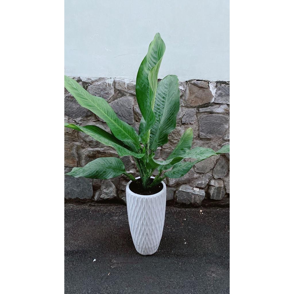 Chậu Cây Đại Phú Gia