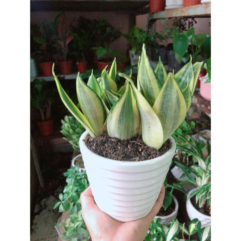 Chậu Cây Lưỡi Hổ Thái