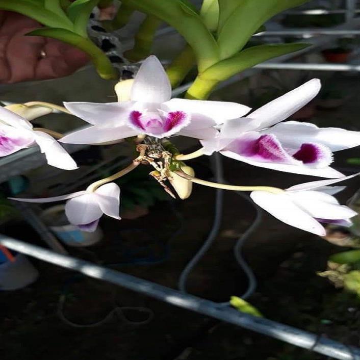 Sản Phẩm Hoa lan ám cổ văn giang
