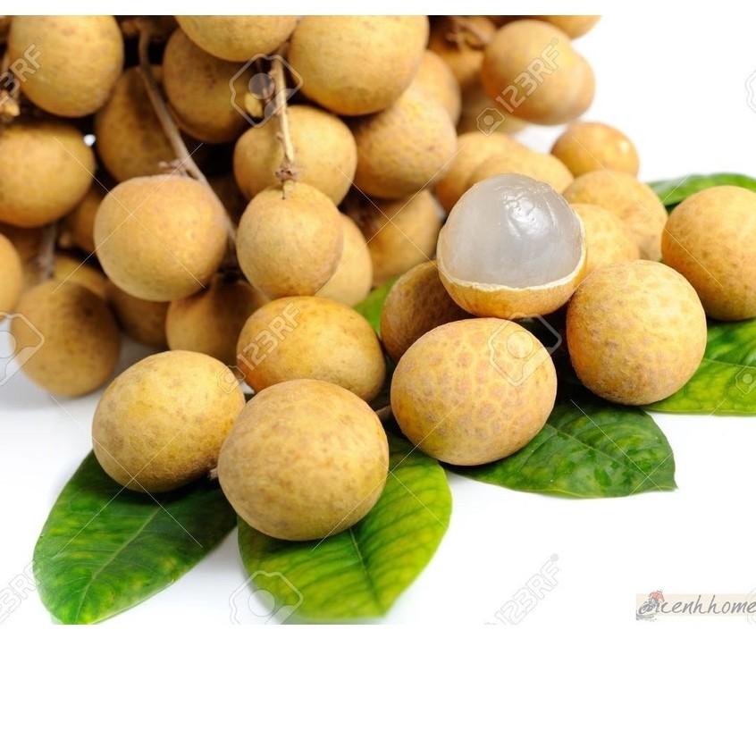Cây Giống Nhãn Thái Ido Trồng Chậu Năng Suất Cao Quả Ngọt Hạt Nhỏ