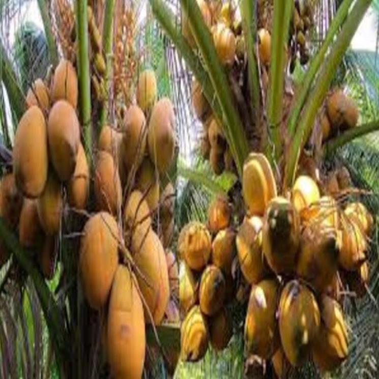 Cây giống dừa xiêm lùn đỏ cây giống chuẩn cho quả sai chất lượng tốt