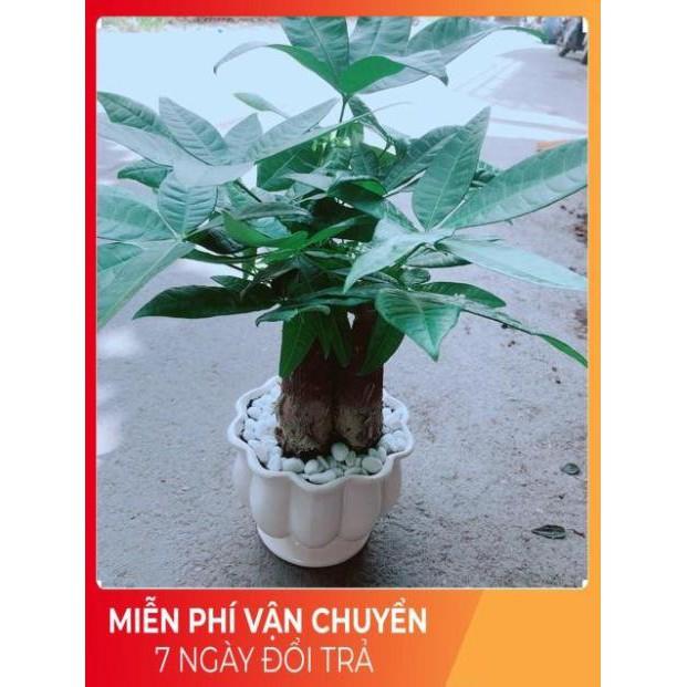 Chậu Kim Ngân 3 Thân Size Lớn