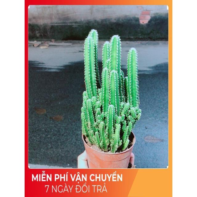 Xương Rồng Thanh Sơn Size Lớn
