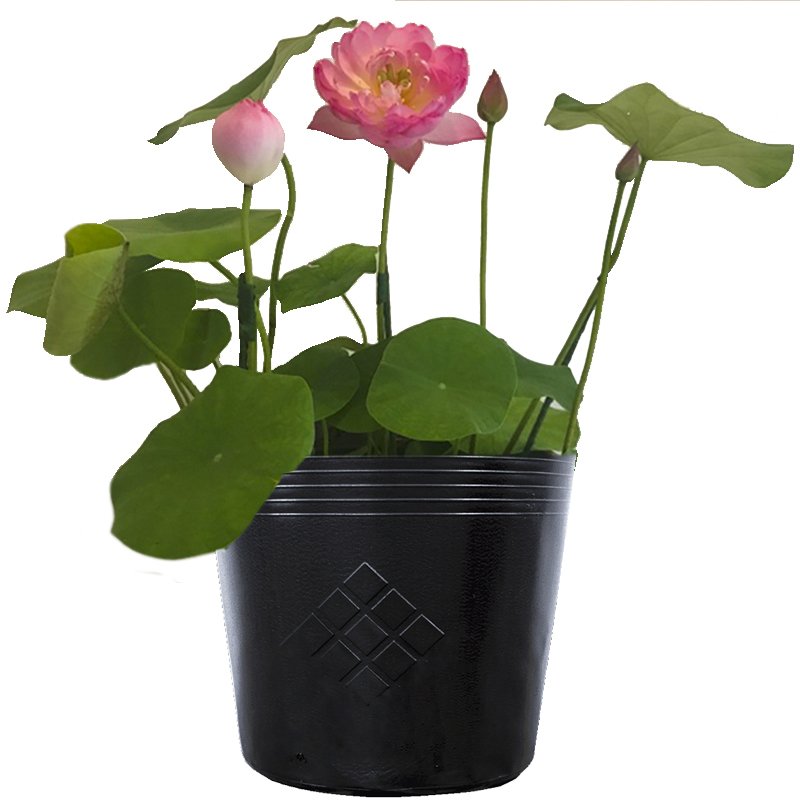 100 Chậu 25x21x21cm nhựa PE dẻo trồng cây bền từ 5 đến 10 năm-77307