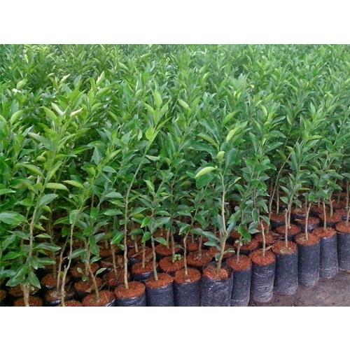 Cây Giống Quýt đường không hạt Thái Lan
