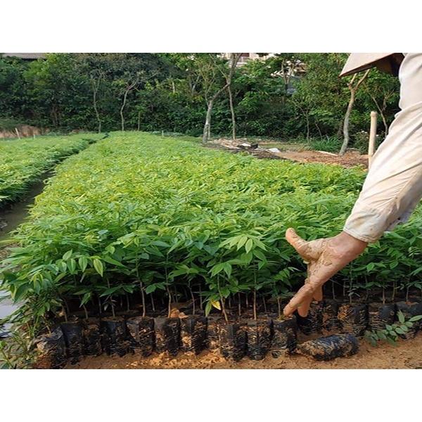 Hạt giống cây Sưa Đỏ CT500 - Gói 20 hạt