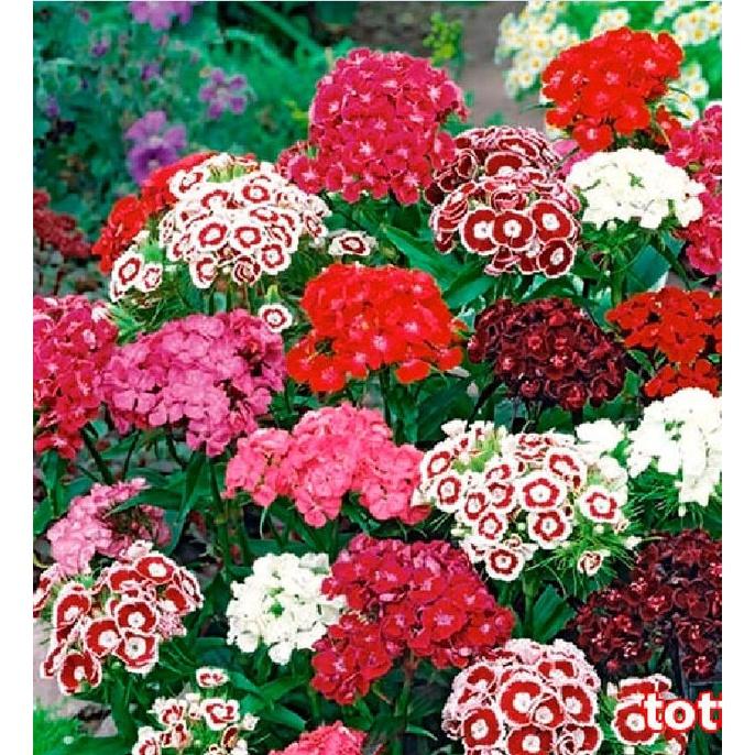 Hạt giống hoa cẩm chướng chùm mix màu KNS3597 - Gói 50 hạt