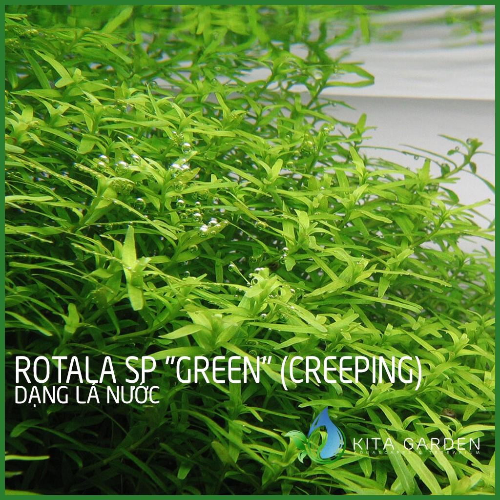 Cây thủy sinh Rotala xanh bò - Rotala sp "Green" - Cây Thuỷ Sinh - Cây Thủy Sinh Dễ Trồng - Cây Dạng Cạn