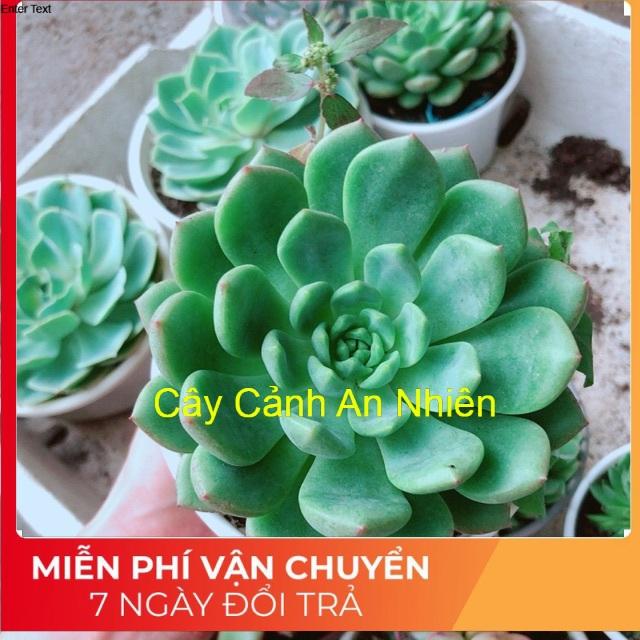 Sen đá bánh bao xanh