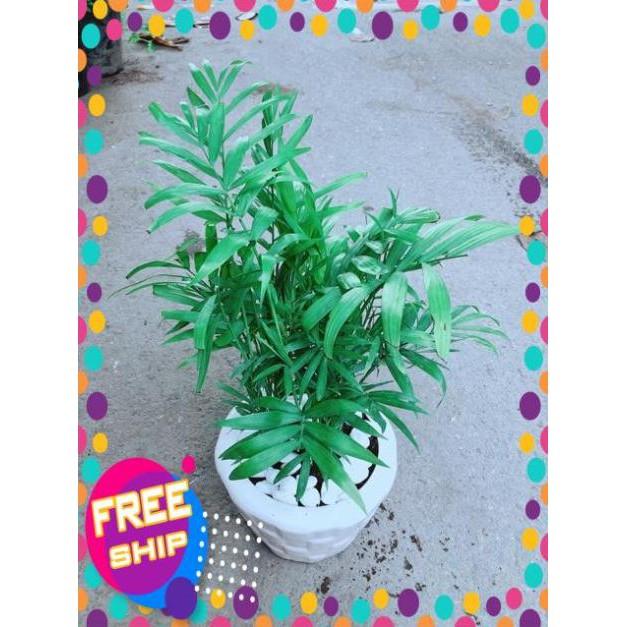 Chậu Cây Cau Tiểu Trâm