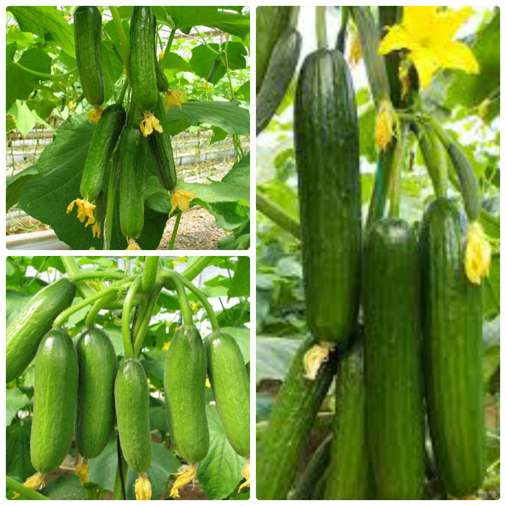 Hạt giống Dưa leo F1 - Baby Boy TN 368 (1g/gói) | F1 Cucumber Seeds